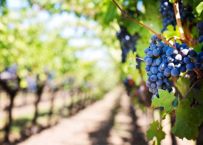 The connoisseur does not drink wine but tastes of its secret - Loamanic Wine